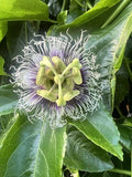 Purple Possum Passion Fruit Starter Plant - Live Rooted Passiflora edulis var. purple Vine for Edible Fruit & Garden Climbing