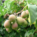 Dormant Kiwi Plant - Female Anna Variety - Actinidia arguta 'Anna' - Live Starter for Zones 4-9