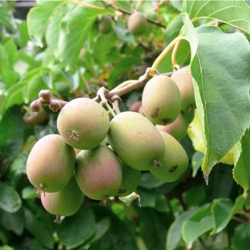 Dormant Kiwi Plant - Female Anna Variety - Actinidia arguta 'Anna' - Live Starter for Zones 4-9