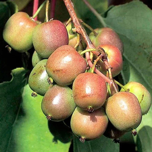 Dormant Kiwi Plant - Geneva Variety - Actinidia arguta - Hardy Female Starter Vine for Zones 4-8