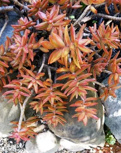 Coppertone Sedum Succulent - 5-7" Rooted Live Plant - Sedum Adolphi Bare Root