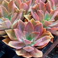 Rare Graptoveria Dusty Succulent 3-Inch Live Plant Hybrid Graptopetalum paraguayense × Echeveria gibbiflora