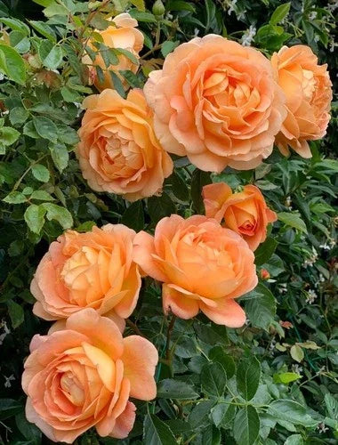 Climbing Rose Live Plant - Lady of Shalott, Orange, Own Root, Vibrant Fragrant Garden Flower, Rosa 'Lady of Shalott'
