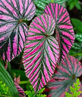 Begonia Live Plant 4-6" Exotica Red Begonia brevirimosa Tropical Indoor Houseplant