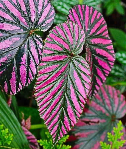 Begonia Live Plant 4-6" Exotica Red Begonia brevirimosa Tropical Indoor Houseplant