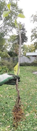 Pawpaw Seedlings - 2-Year-Old Trees, Asimina triloba, Air Pruned, Fruit-Bearing Small Trees for Garden or Orchard