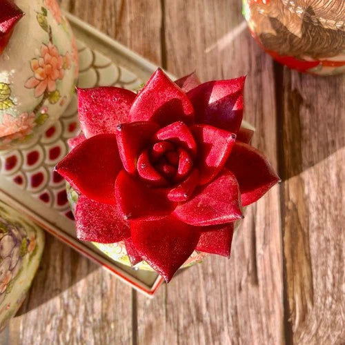 Rare Succulent Plant Set | Echeveria Agavoides v Romeo Rubin | Compact Ruby Red Rosette | Easy Care Live Succulent