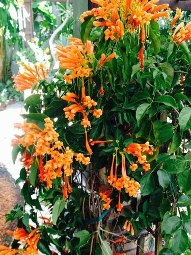 Phyrostegia venusta Florida Flame Vine Starter Plant – Hummingbird Attractor Bare Root, Vining Garden Plant