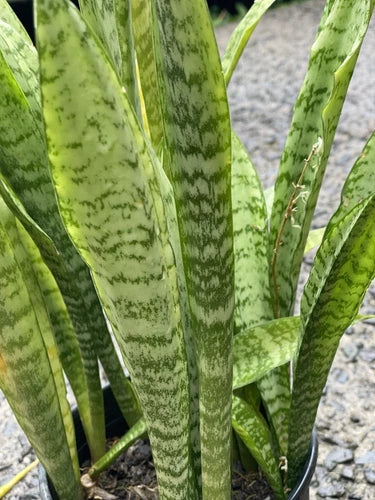 3 Rooted Snake Plants Set | Sansevieria Zeylanica | Air Purifying Indoor Plants in Hawaiian Volcanic Soil