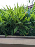 Myoga Ginger Live Roots - 2 oz. Fresh Zingiber mioga Plant for Culinary Use, Herbaceous Perennial from Hawaii