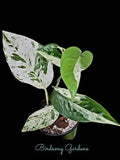 Epipremnum Pinnatum Marble Variegated Plant 4" Pot - Indoor Climbing or Trailing Houseplant