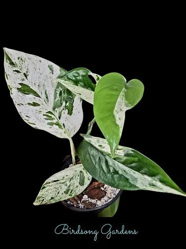 Epipremnum Pinnatum Marble Variegated Plant 4" Pot - Indoor Climbing or Trailing Houseplant