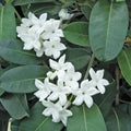 Madagascar Jasmine Starter Plant - Small Rooted Stephanotis floribunda Indoor Flowering Vine