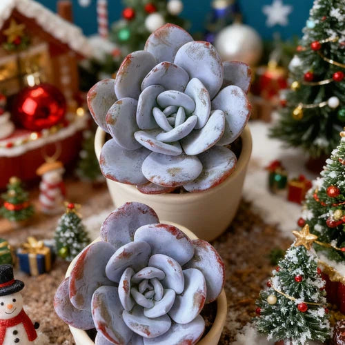 Echeveria laui Live Succulent Plant - Rare Powdery Blue Echeveria Bare Root for Indoor & Office Decoration