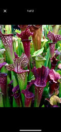 Sarracenia Bare Root Rhizomes - Carnivorous Plants Variety Mix - Sarracenia spp.