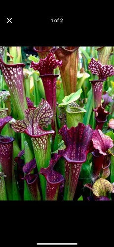 Sarracenia Bare Root Rhizomes - Carnivorous Plants Variety Mix - Sarracenia spp.