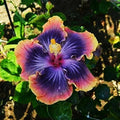 Madagascar Hibiscus Live Plant Starter 3-5 Inches Hibiscus moscheutos Mallow Malvaceae Garden