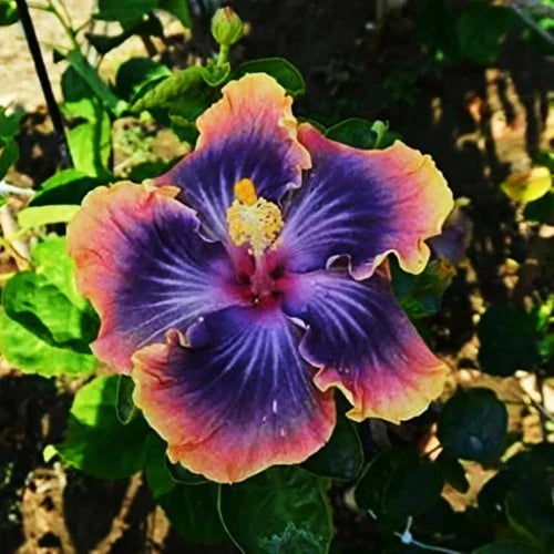 Madagascar Hibiscus Live Plant Starter 3-5 Inches Hibiscus moscheutos Mallow Malvaceae Garden