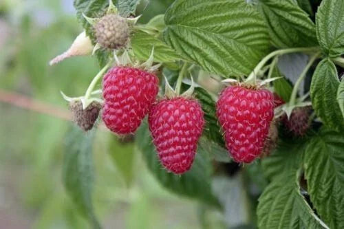Live Raspberry Plant - Tulameen Red - Self-Pollinating, High Yield, Zones 5-9, Extra-Large Berries, Rooted Starter, Rubus idaeus