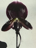 Orchid Plant 2-Inch Bud Paphiopedilum Hybrid Exotic Orchid for Growers, Bare Root, Vivid Flower Bud
