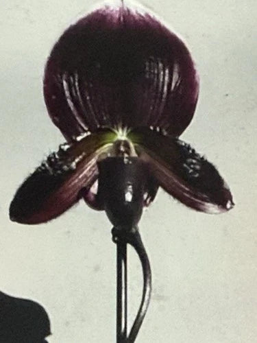 Orchid Plant 2-Inch Bud Paphiopedilum Hybrid Exotic Orchid for Growers, Bare Root, Vivid Flower Bud