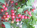 Dormant Nanking Cherry Bush Plant | Prunus tomentosa | Red Tart Fruit | Edible Shrub for Zones 4-8