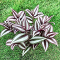 Rooted Tradescantia Zebrina Cuttings - 15 Pieces, 4 Inches, Wandering Jew Plant, Trailing Houseplant, Easy Care