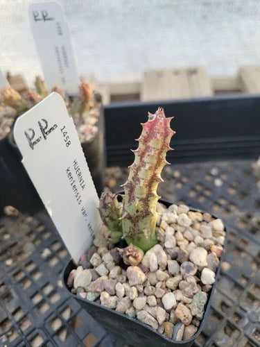 Huernia keniensis Succulent Plant in 2" Pot - Unique Green Color, Bare Root, Indoor Garden, Drought Tolerant, Easy Care