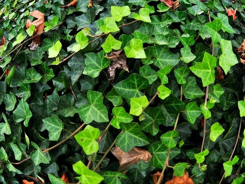 Live English Ivy Plant Hedera helix Groundcover Potted or Bare Root Evergreen for Landscaping