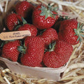 Jewel Strawberry Plants - Lot of 25 Junebearing, Disease-Resistant, Self-Pollinating