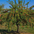 Gala Apple Tree 2ft Tall Live Fruit Tree Malus domestica - Zones 4-9
