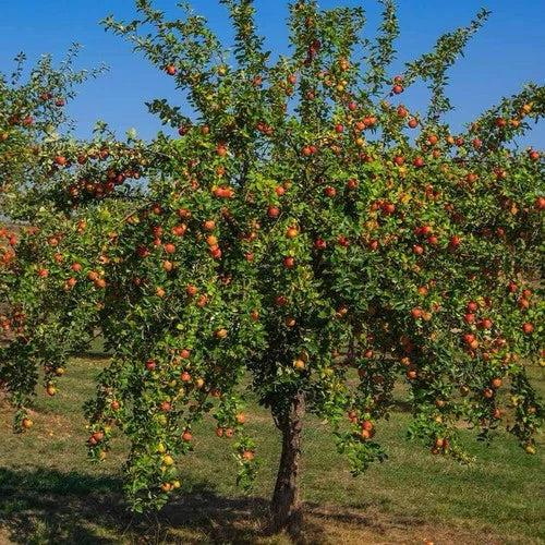 Gala Apple Tree 2ft Tall Live Fruit Tree Malus domestica - Zones 4-9