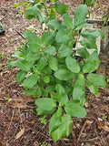 Kalanchoe Pinnata Live Plant 4" Starter - Leaf of Life Succulent, Organic Florida Grown, Miracle Wonder of the World