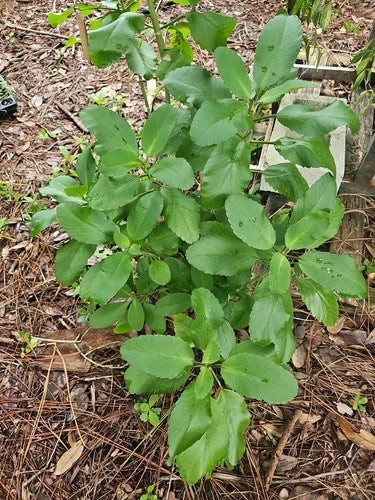 Kalanchoe Pinnata Live Plant 4" Starter - Leaf of Life Succulent, Organic Florida Grown, Miracle Wonder of the World
