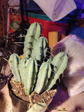 Myrtillocactus Geometrizans Adult Live Cactus - Unique Geometric Shape - Single Plant