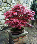 Live Japanese Maple Plant - 4+ Inch Bloodgood Variety - Red/Green Foliage - Acer palmatum - Well Rooted, Easy to Grow
