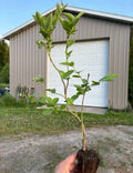 Blueberry Plants Rooted Cuttings 5 Pack - Elliott, Blue Jay, Jersey, Draper - Vaccinium corymbosum