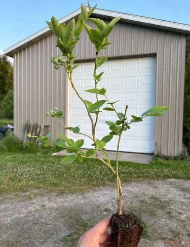 Blueberry Plants Rooted Cuttings 5 Pack - Elliott, Blue Jay, Jersey, Draper - Vaccinium corymbosum