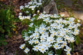 Bloodroot Bare Root Plants - Sanguinaria canadensis - Spring Blooming Perennial Wildflower for Woodland Gardens