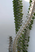 Live Alluaudia Procera Plant - Madagascar Ocotillo, Deciduous Succulent, Drought-Resistant, Exotic Madagascar Spiny Forest Plant