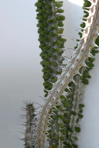 Live Alluaudia Procera Plant - Madagascar Ocotillo, Deciduous Succulent, Drought-Resistant, Exotic Madagascar Spiny Forest Plant