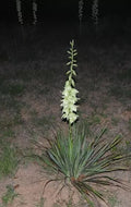 Yucca Bare Root Plant 15-Inch Adam’s Needle Yucca (Yucca filamentosa) Drought-Tolerant Perennial for Gardens