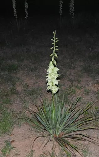 Yucca Bare Root Plant 15-Inch Adam’s Needle Yucca (Yucca filamentosa) Drought-Tolerant Perennial for Gardens