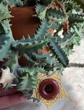 Lifesaver Plant Succulent 3" Fully Rooted Huernia zebrina Drought-Resistant Houseplant for Collectors