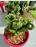 Cereus Peruvianus Repandus Monstrose Rooted Cactus Plant for Indoor Outdoor Decor, Unique Columnar Succulent