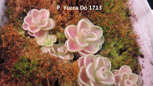 Live Carnivorous Butterwort Plant - Pinguicula sp. Yucca Do 1713 - Rare Small Dwarf Plant for Collectors