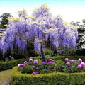 Chinese Blue Wisteria Tree - 2ft Tall Flowering Accent Tree Wisteria sinensis for Garden Landscape