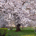Yoshino Cherry Tree - 2ft Flowering Tree with Pink Blossoms - Prunus x yedoensis for Gardens & Landscapes