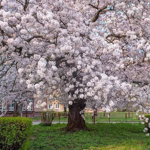 Yoshino Cherry Tree - 2ft Flowering Tree with Pink Blossoms - Prunus x yedoensis for Gardens & Landscapes