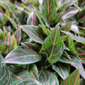Aglaonema Tiger Live Plant in 3-Inch Pot | Rare Air Purifying Houseplant | Easy Care Tropical Foliage
